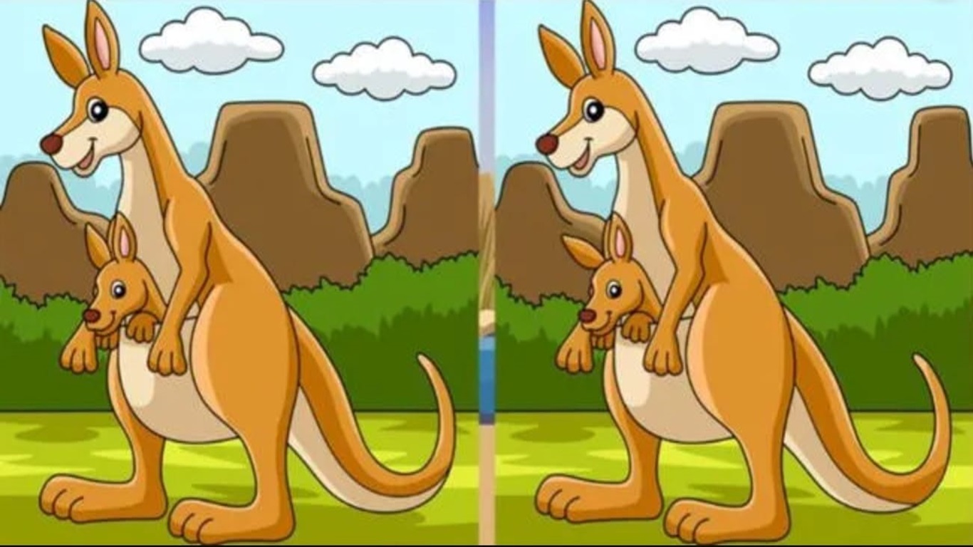 Desafio visual com jogo de "Encontre as diferenças" entre duas imagens de cangurus com fundo natural.