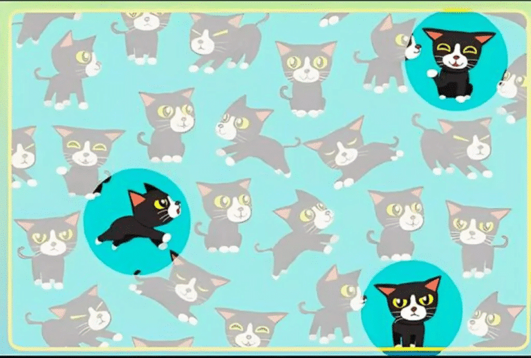 Teste Visual: você é capaz de identificar quantos gatos sem rabo tem na imagem? Teste visual com gatinhos fofos em um fundo azul