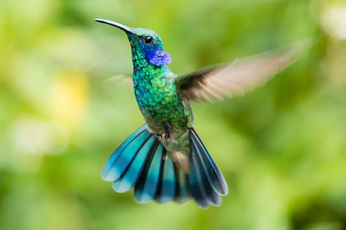 Beija-flor em voo com plumagem vibrante Beija-flor voando em meio a um fundo desfocado, exibindo plumagem verde e azul brilhante.