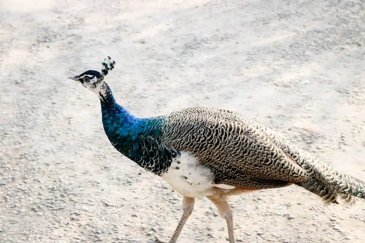 Diferenças entre o Pavão e a Pavoa Imagem de pavoa, fêmea do pavão
