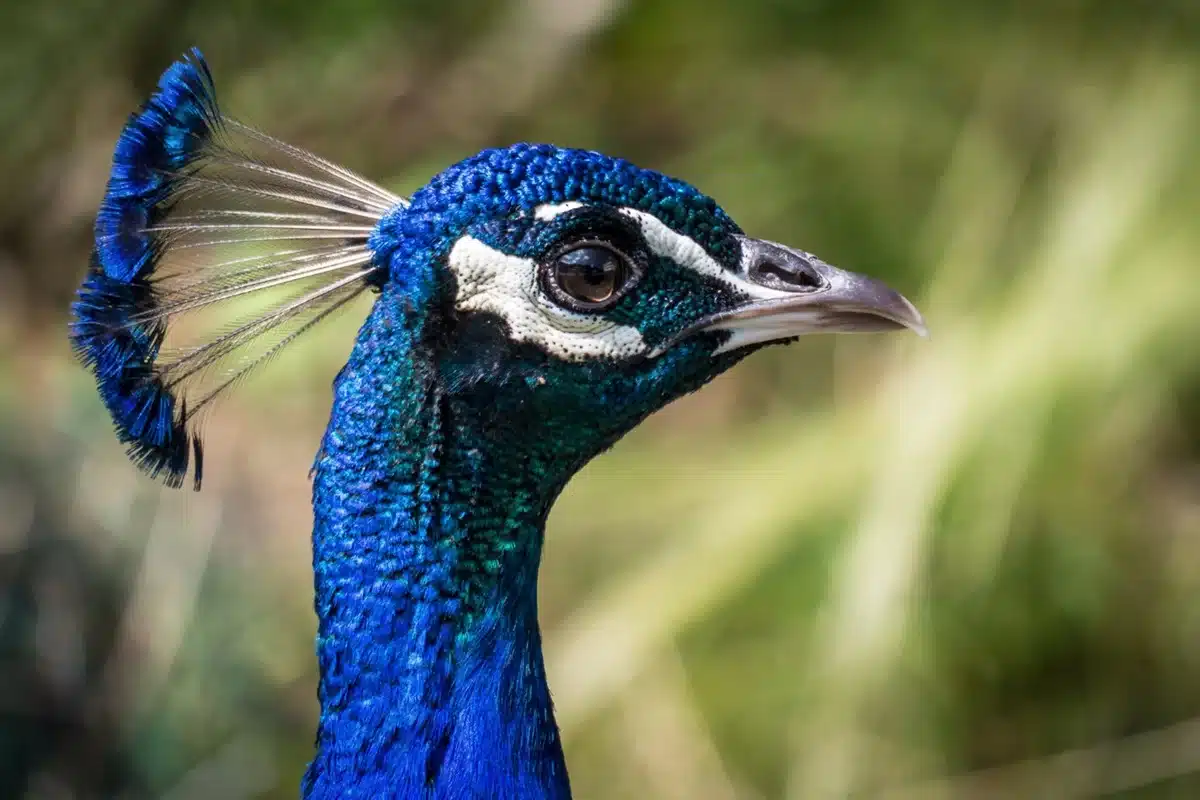 Pavão macho, com sua plumagem exuberante
