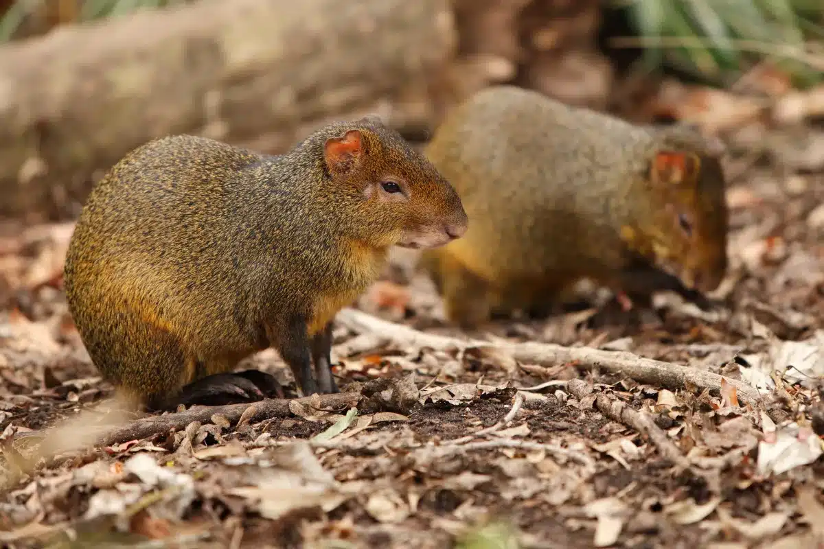 Duas cutias no solo da floresta. Duas cutias explorando o solo da floresta, com suas pelagens escuras e detalhes de folhas ao redor.