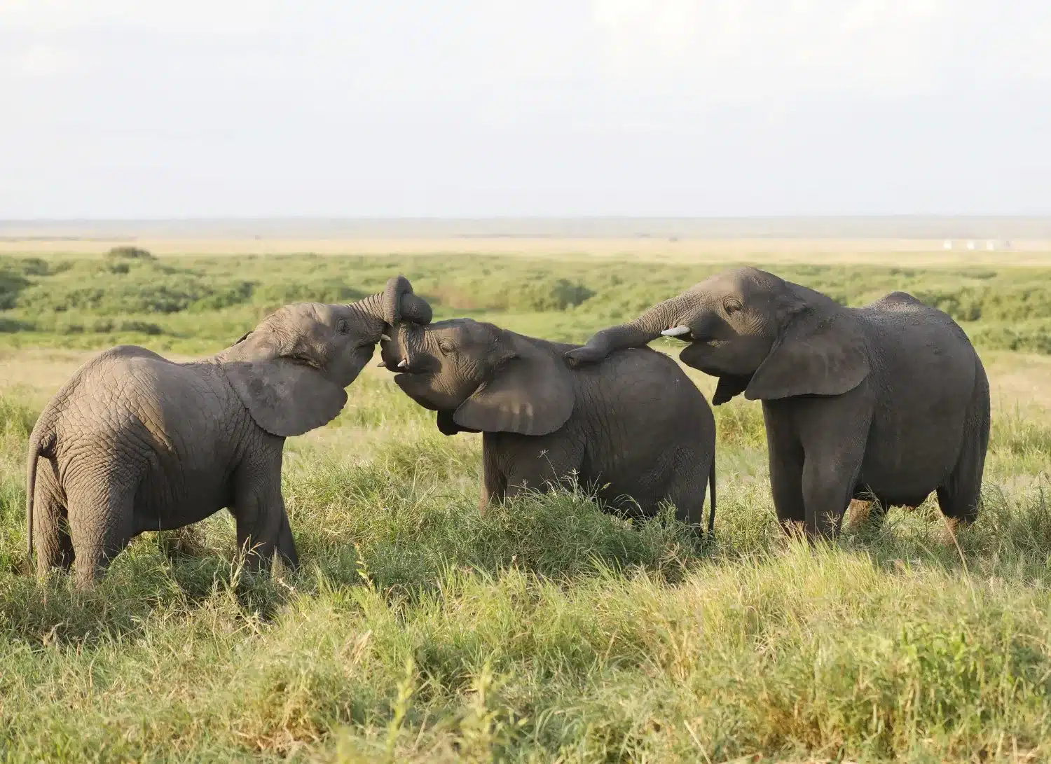 Elefantes mostrando empatia em seu habitat natural. Elefantes jovens interagindo de maneira carinhosa, demonstrando empatia e vínculos sociais entre eles.