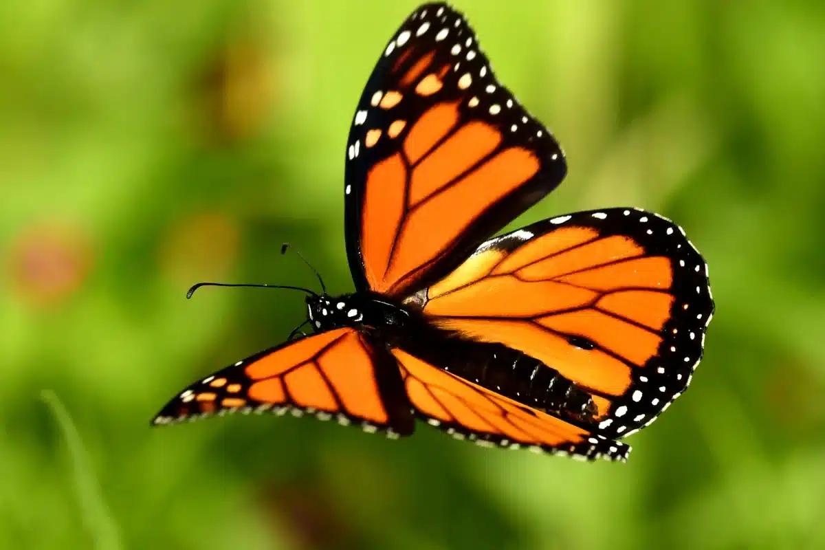 Masculino de borboleta