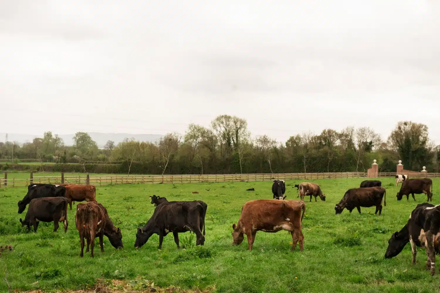 Grupo de vacas pastando em campo aberto, representando um rebanho de bovinos.