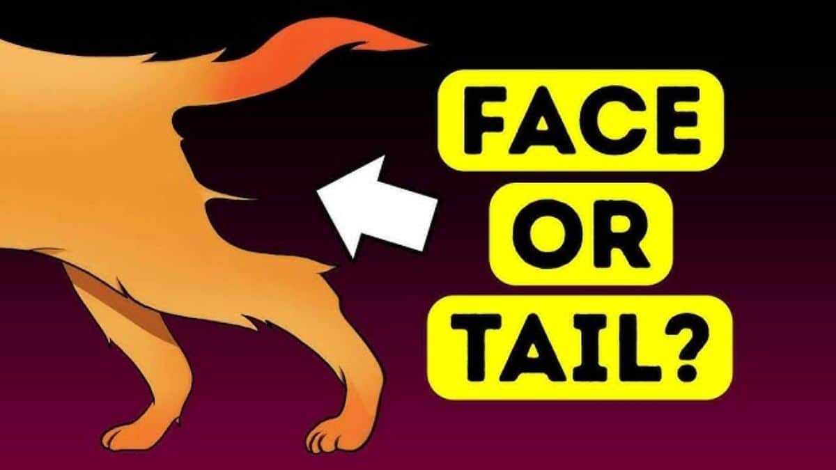 Teste de personalidade: rosto ou rabo? Fonte: Jagran Josh.