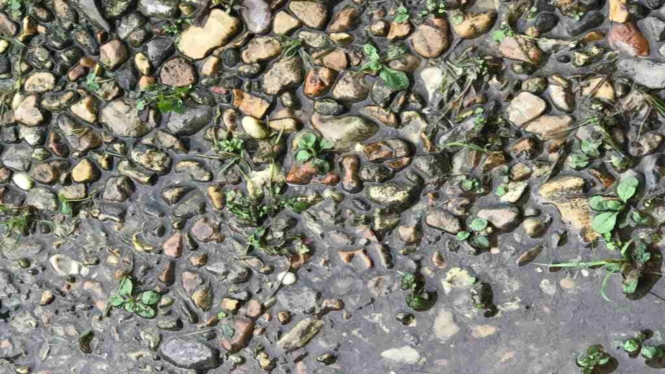Teste visual com imagem de pedras e vegetação no chão com um sapo disfarçado entre as rochas e plantas
