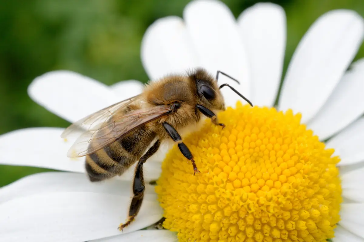 Abelha Abelha pousada em uma flor coletando néctar e pólen.