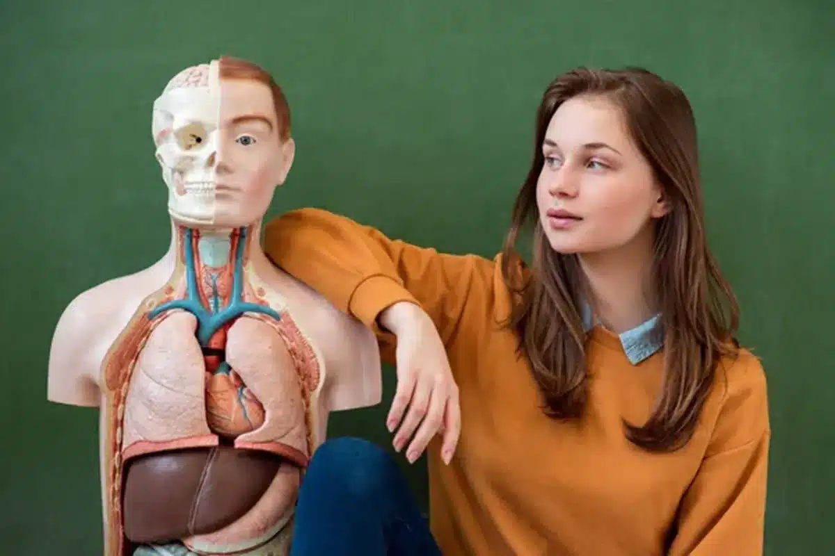 Modelo anatômico com metade do rosto mostrando músculos e ossos, ao lado de uma jovem olhando para ele, representando curiosidades do corpo humano