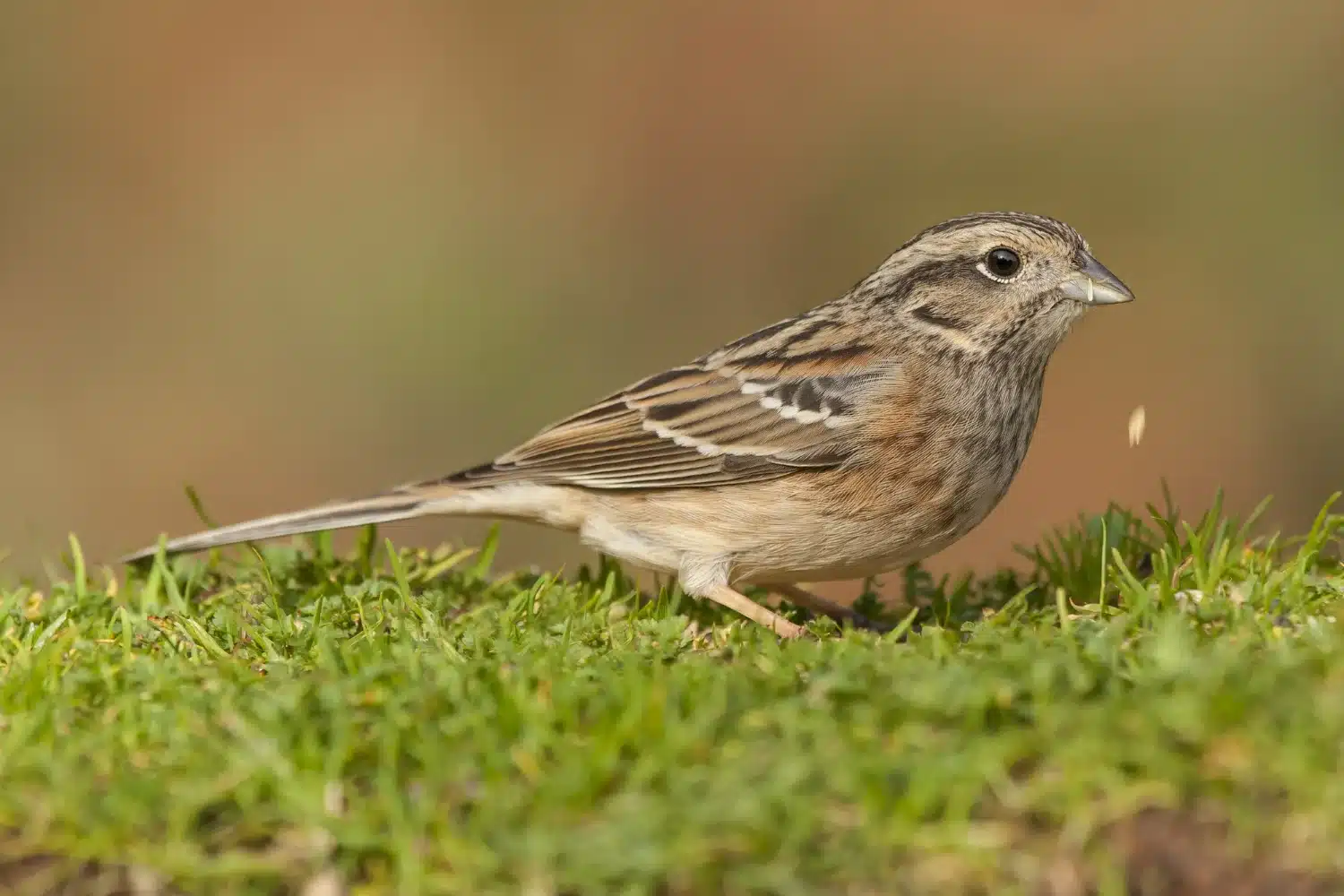 Pardal em ambiente natural, explorando o gramado à procura de alimentos.