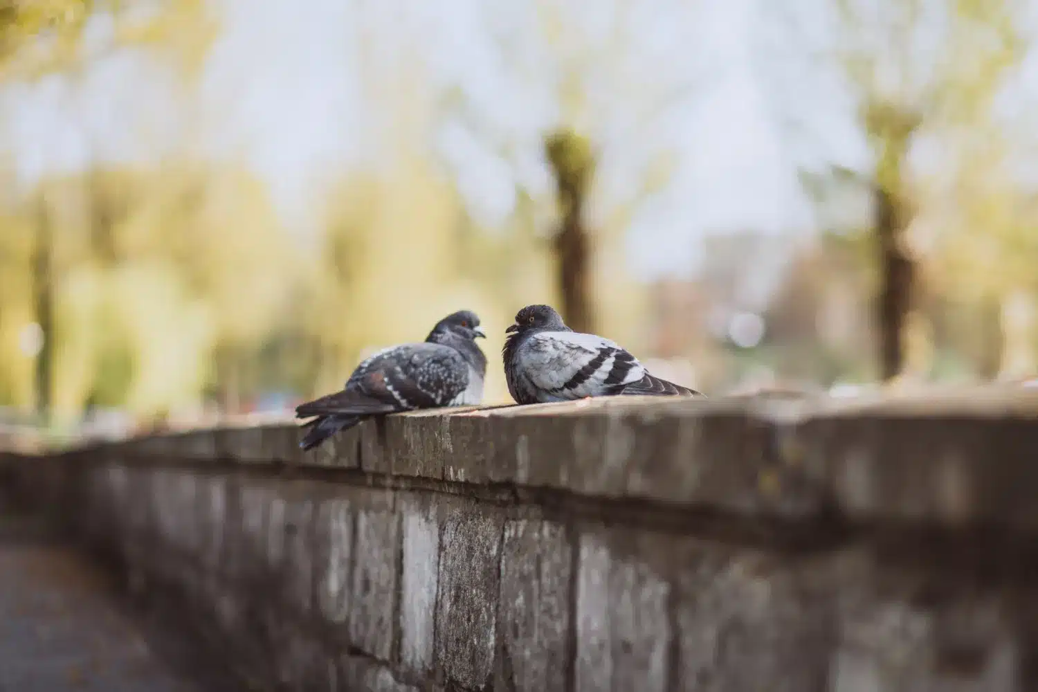 Imagem de dois pombos descansando em um muro em um dia claro, destacando-se pela proximidade e beleza natural.