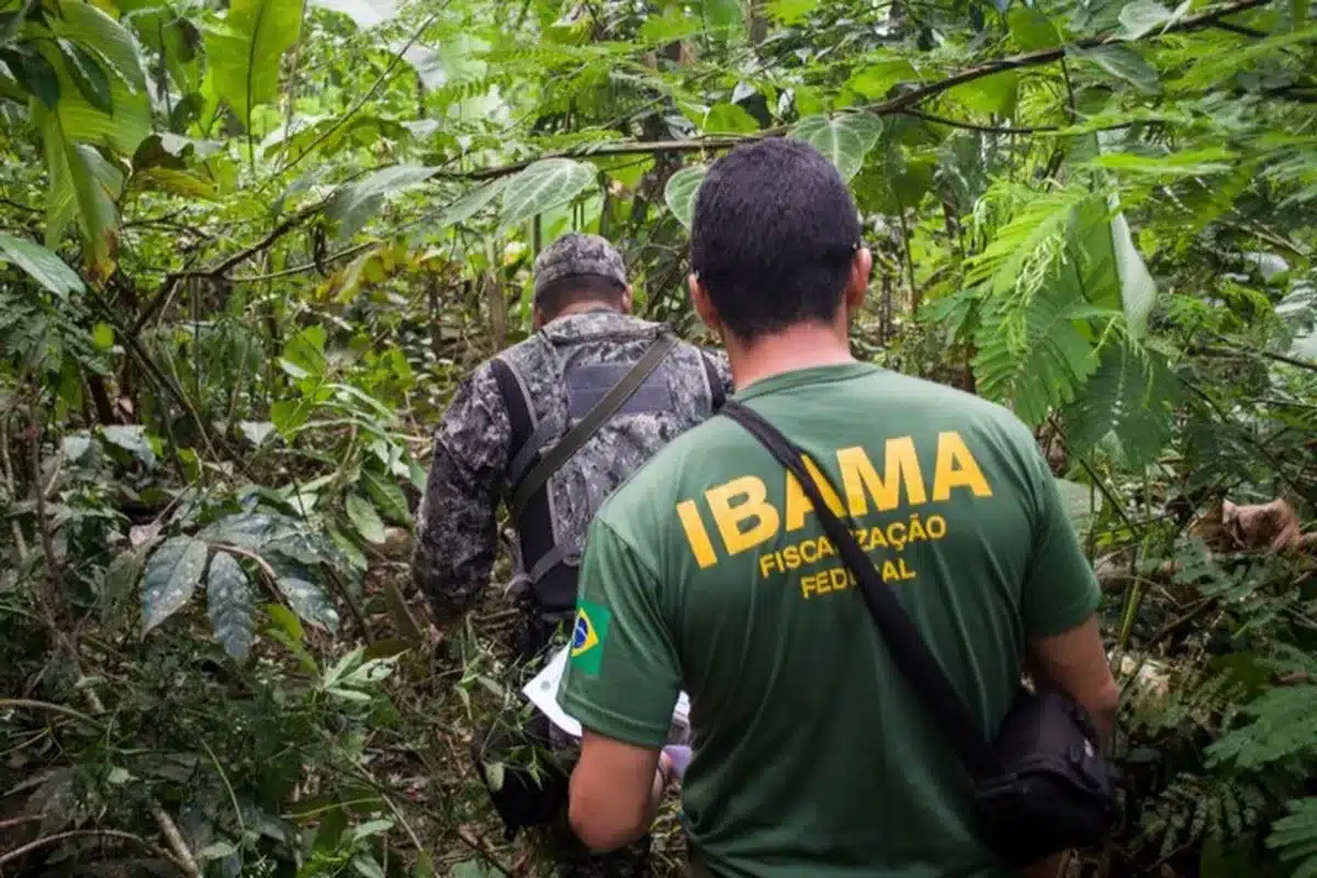 Fiscalização ambiental do Ibama em área de mata, com agentes monitorando a vegetação.