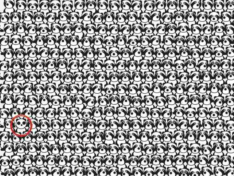 resposta de onde esta o panda entre os guaxinins Resposta de onde está o panda entre os guaxinins. Fonte: Jagran Josh.