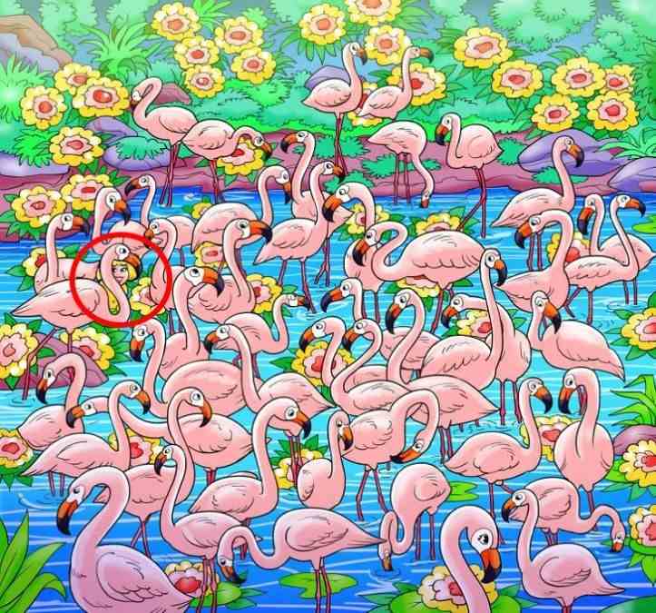 resposta do desafio visual veja onde esta a garota entre os flamingos Resposta do desafio visual - veja onde está a garota entre os flamingos. Fonte: Jagran Josh.