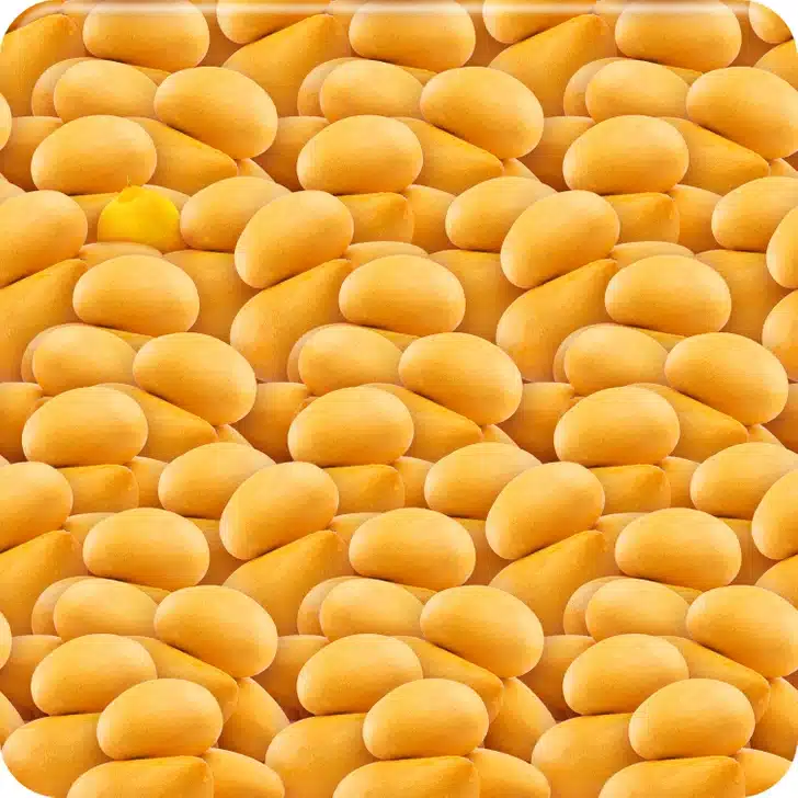 Encontre o limão entre a grande quantidade de batatas. Desafio Visual com muitas batatas amarelas pequenas e ovais empilhadas lado a lado formando uma superfície contínua