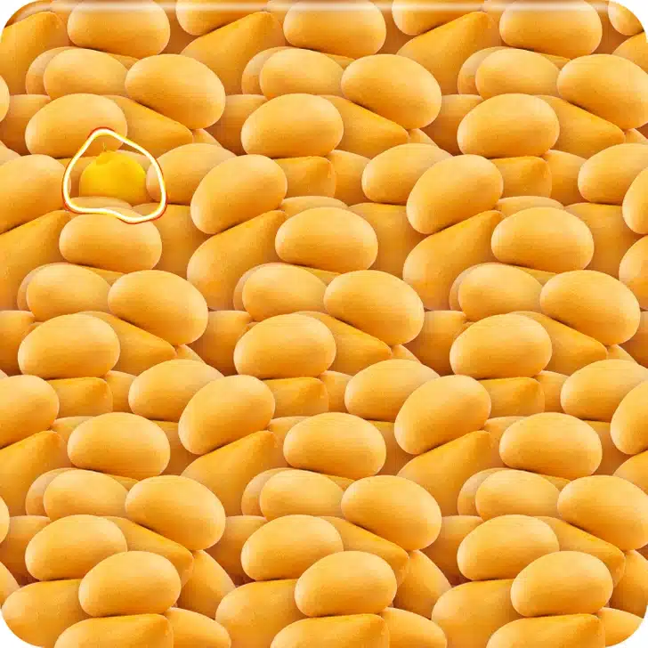 Encontre o limão entre as diversas batatas Desafio Visual com muitas batatas amarelas pequenas e ovais empilhadas lado a lado formando uma superfície contínua