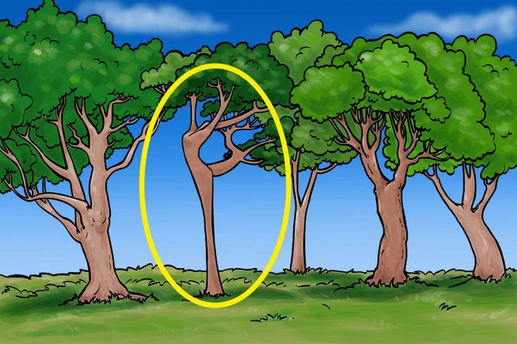 Encontre a bailarina camuflada no desenho de árvores em uma paisagem verde com um céu azul. Teste visual com uma ilustração colorida de cinco árvores com copas verdes em campo gramado sob céu azul