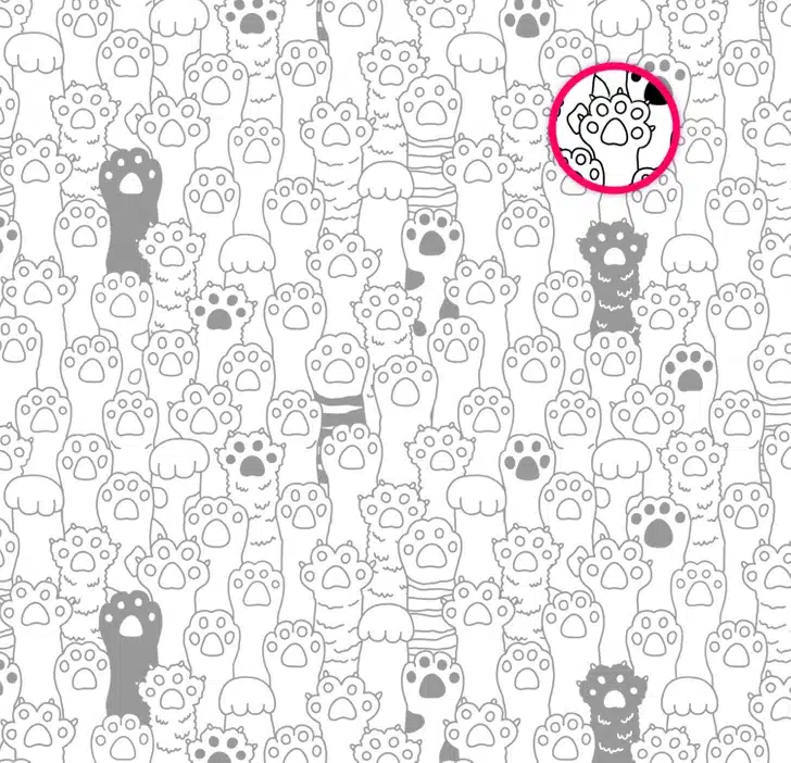 Desafio visual com uma ilustração em preto e branco com muitas patas e braços de gatos, algumas com pelagem preta