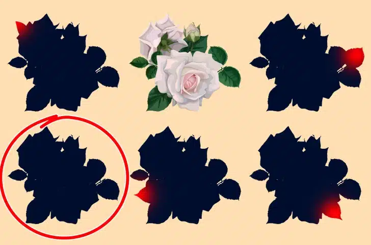 Desafio visual com desenho de rosas-brancas entre cinco silhuetas escuras em fundo bege