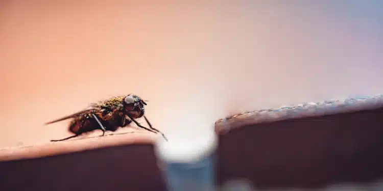 Mosca pousada em superfície destacando problema comum em cozinhas e soluções naturais para afastar insetos