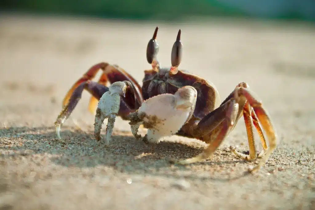 Caranguejo na areia da praia usado para ilustrar dúvida sobre ortografia da palavra caranguejo.