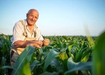 Senhor agricultor sorridente examinando folhas de milharal em lavoura sob céu azul ao entardecer