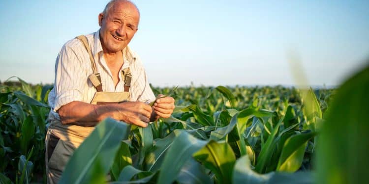 Senhor agricultor sorridente examinando folhas de milharal em lavoura sob céu azul ao entardecer