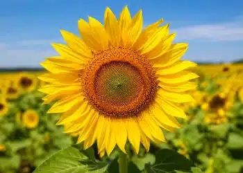 Girassol em destaque em meio a um campo florido, representando a dúvida sobre o plural correto da palavra girassol.
