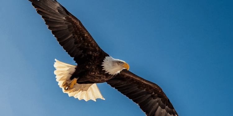 Águia voando em céu azul.