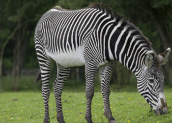 Zebra pastando em campo verde durante o dia.