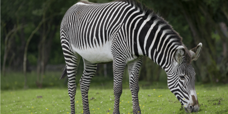 Zebra pastando em campo verde durante o dia.