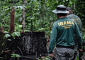 Agentes de fiscalização federal do Ibama caminhando em área de floresta com árvore derrubada