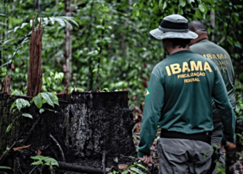 Agentes de fiscalização federal do Ibama caminhando em área de floresta com árvore derrubada