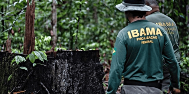 Agentes de fiscalização federal do Ibama caminhando em área de floresta com árvore derrubada
