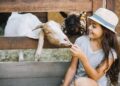Menina de chapéu alimenta cabra branca com madeira ao fundo e outra cabra atrás, simbolizando o feminino dos animais.