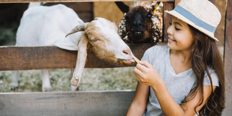 Menina de chapéu alimenta cabra branca com madeira ao fundo e outra cabra atrás, simbolizando o feminino dos animais.