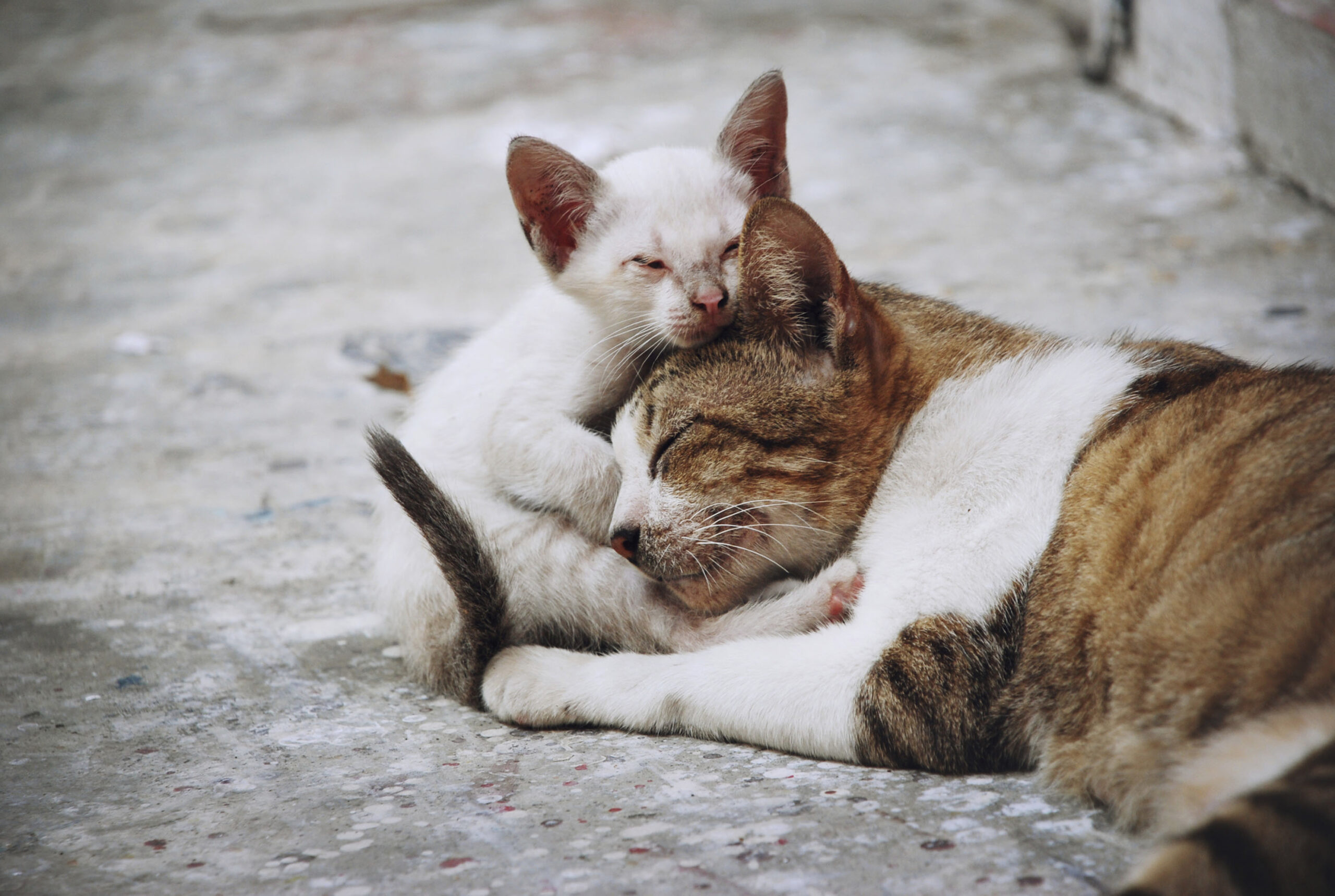 Gato adulto de pelo rajado deitado enquanto filhote branco o abraça e encosta o rosto, simbolizando os