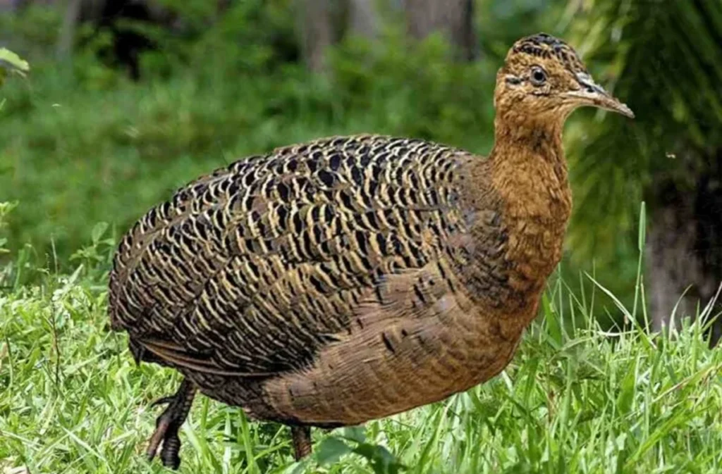 Perdiz brasileira de penas castanhas com barras escuras e pescoço cor de canela caminhando sobre o gramado, em referência à dúvida sobre o masculino de perdiz