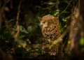 Onça-pintada em floresta representando o uso do termo onça para macho e fêmea na gramática.