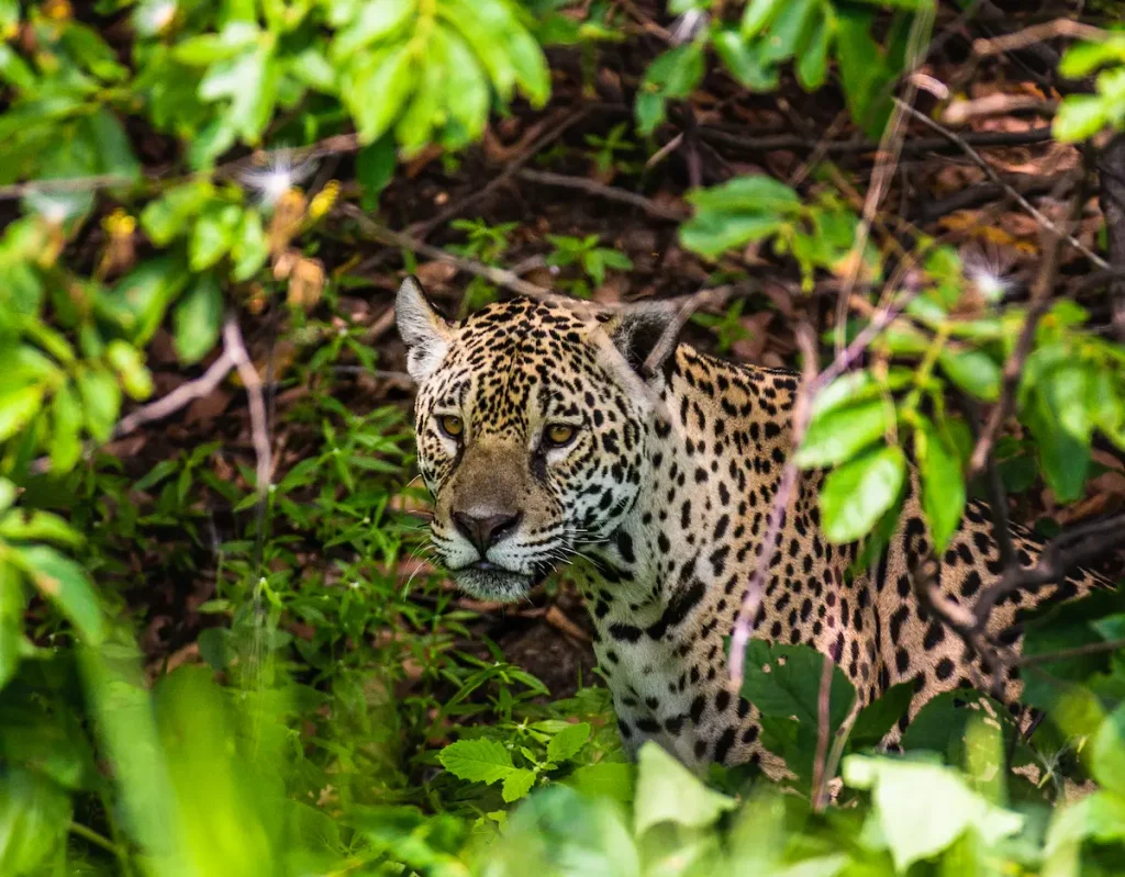 Onça-pintada em meio à vegetação representando o maior felino das Américas.