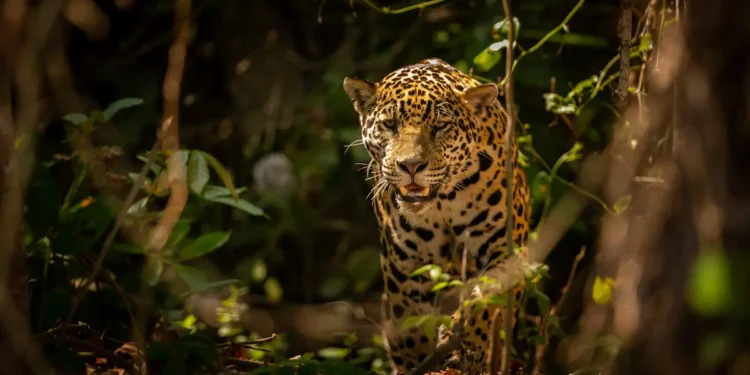 Onça-pintada em floresta representando o uso do termo onça para macho e fêmea na gramática.