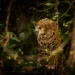 Onça-pintada em floresta representando o uso do termo onça para macho e fêmea na gramática.