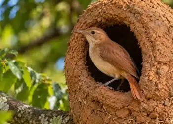 João-de-barro na entrada de um ninho de barro em meio à vegetação